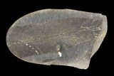 Fossil Macroneuropteris Seed Fern (Pos/Neg) - Mazon Creek #89940-2